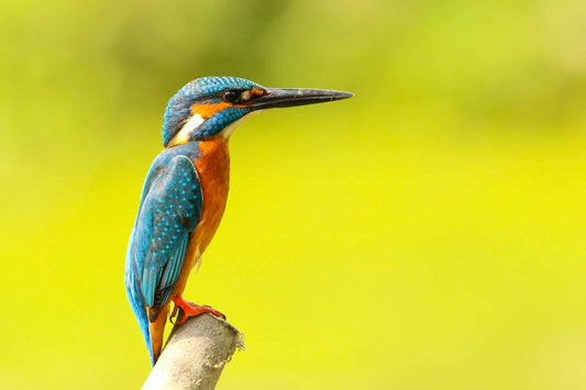 blue and yellow bird standing on brown trunk close up photography